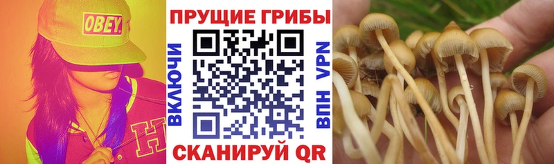 Галлюциногенные грибы прущие грибы  hydra зеркало  Краснознаменск 