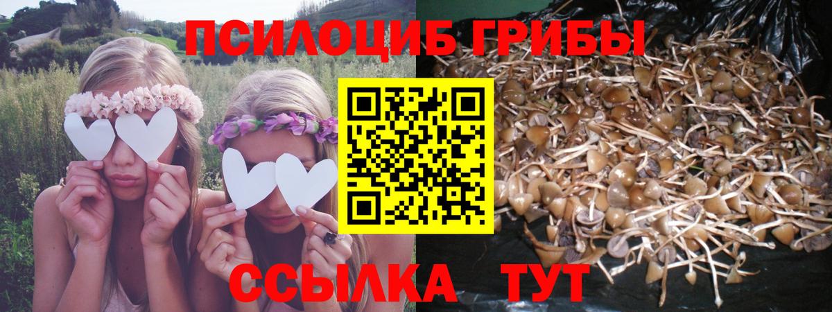 Псилоцибиновые грибы Cubensis Краснознаменск