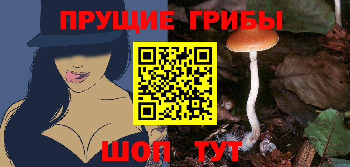 Краснознаменск  закладка  Вход с VPN  Псилоцибиновые грибы GOLDEN TEACHER 